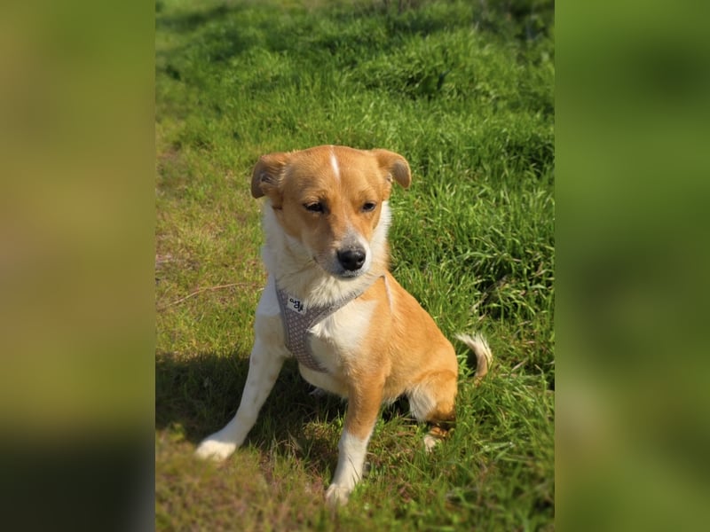 Willi sucht ein Zuhause