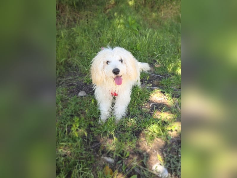 Maltipoo Mix Mädchen Pammy