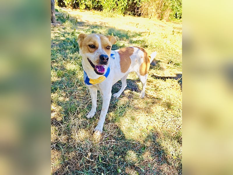 Ginger ein verschmuster Familienhund