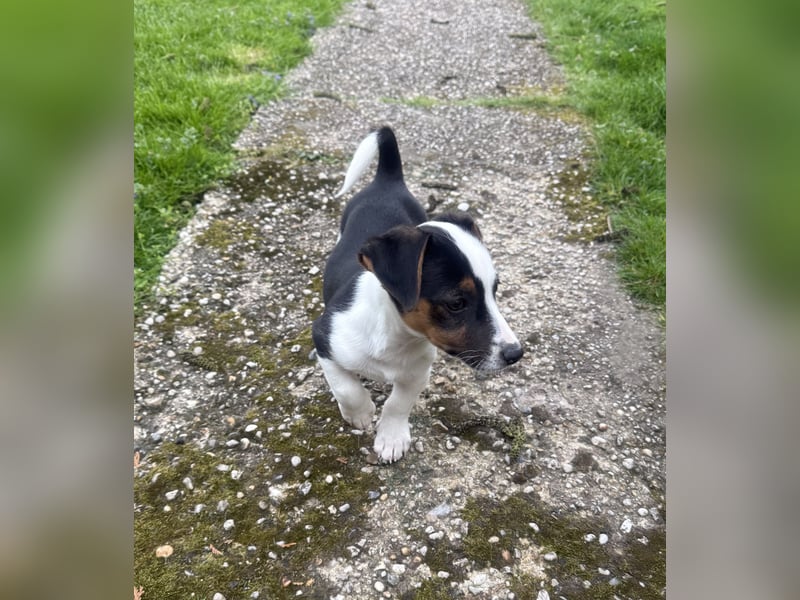 Dackel/ Jack Russel Mix Cosmo