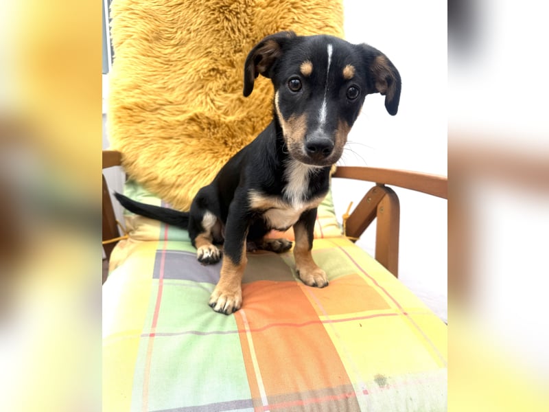 Leo ein kleiner Dackel Pinscher Mix