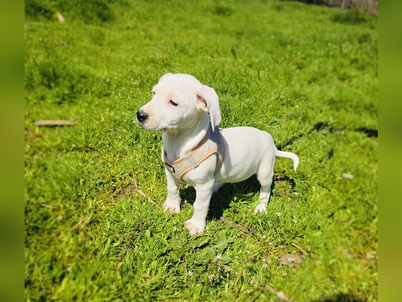 Kirby ein tolles Kerlchen