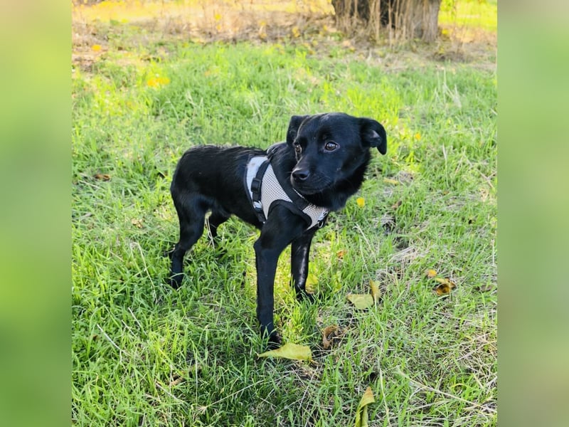 Blacky ein super liebes Kerlchen