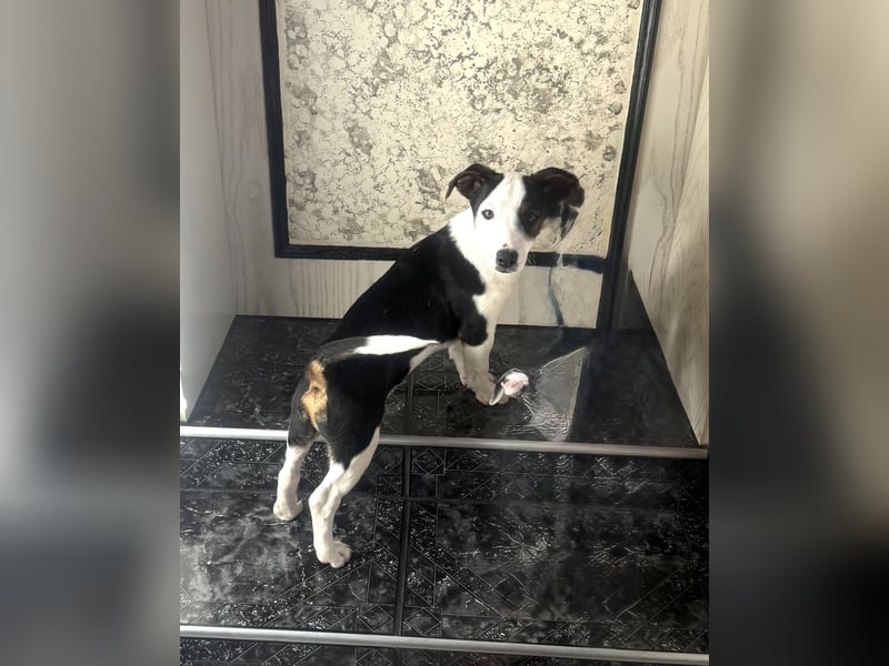 Jack Russel Mix Sparky sucht Körbchen