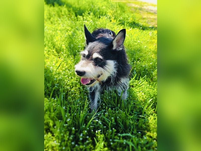 Darko sucht ein Zuhause