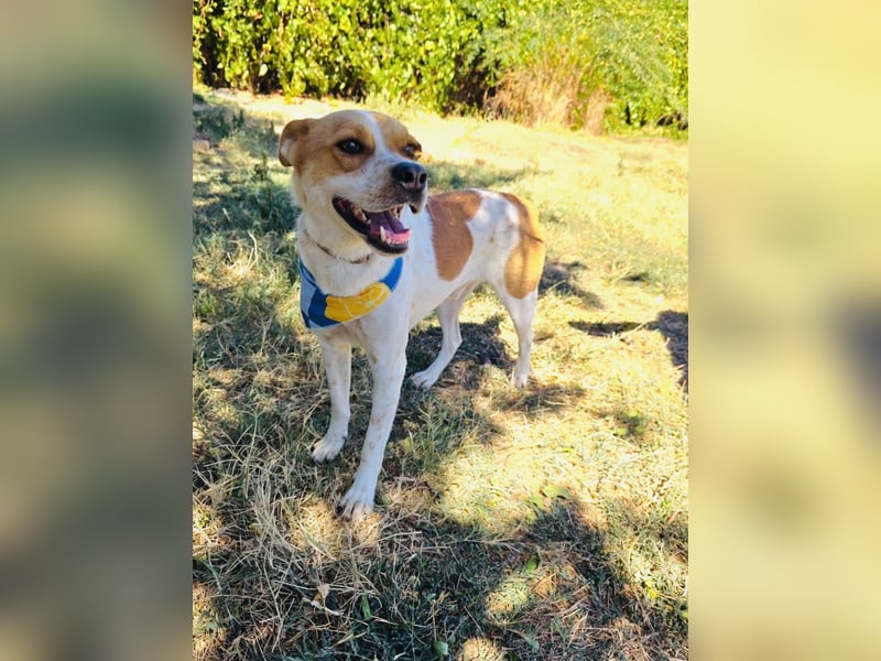 Ginger ein verschmuster Familienhund