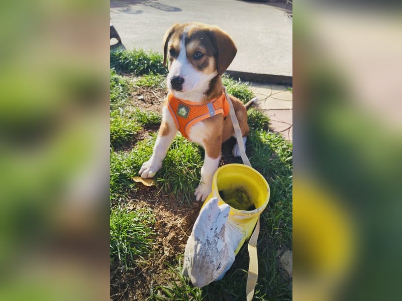 Ellie sucht ein Zuhause