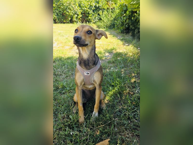 Raya sucht ein Körbchen