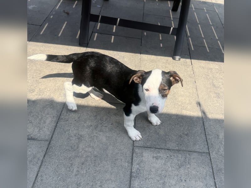Jack Russel Mix Sparky sucht Körbchen