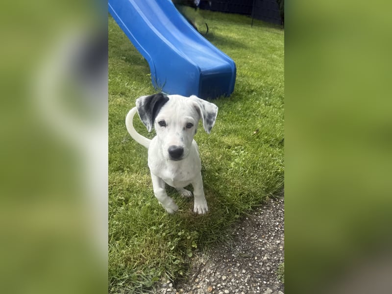 Dalmatiner/Jack Russel Mix Calimero
