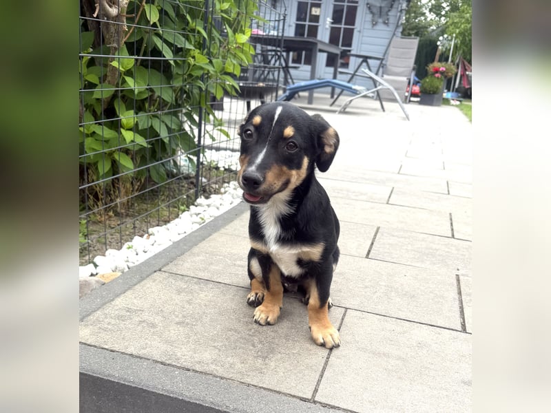 Leo ein kleiner Dackel Pinscher Mix