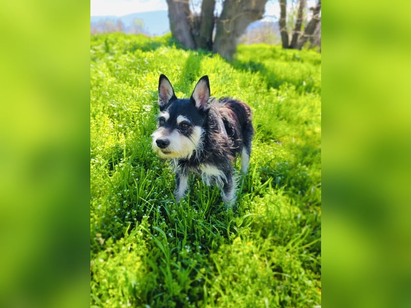 Darko sucht ein Zuhause