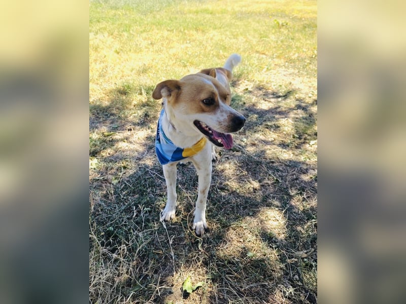 Ginger ein verschmuster Familienhund