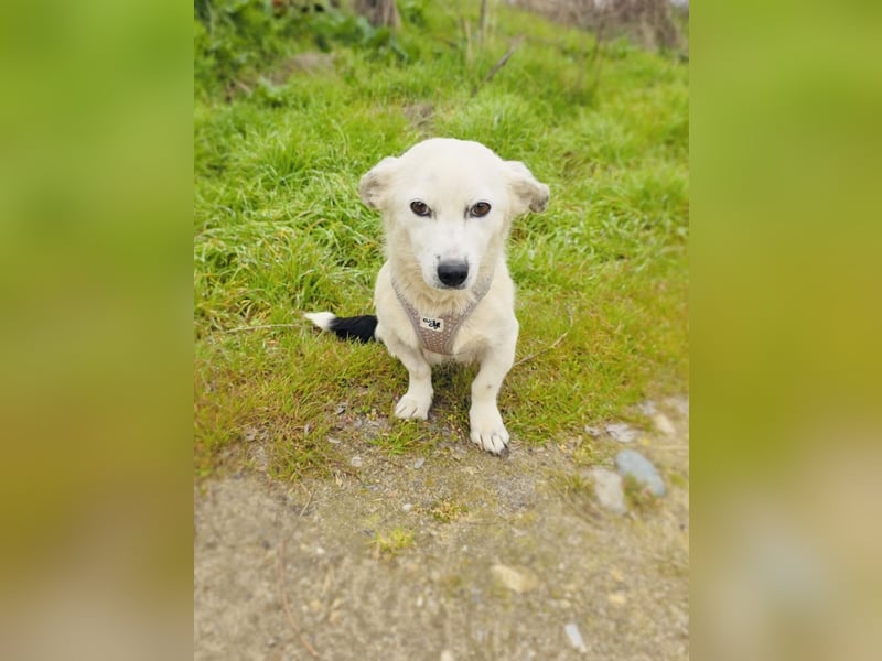 Panda eine liebe Hündin