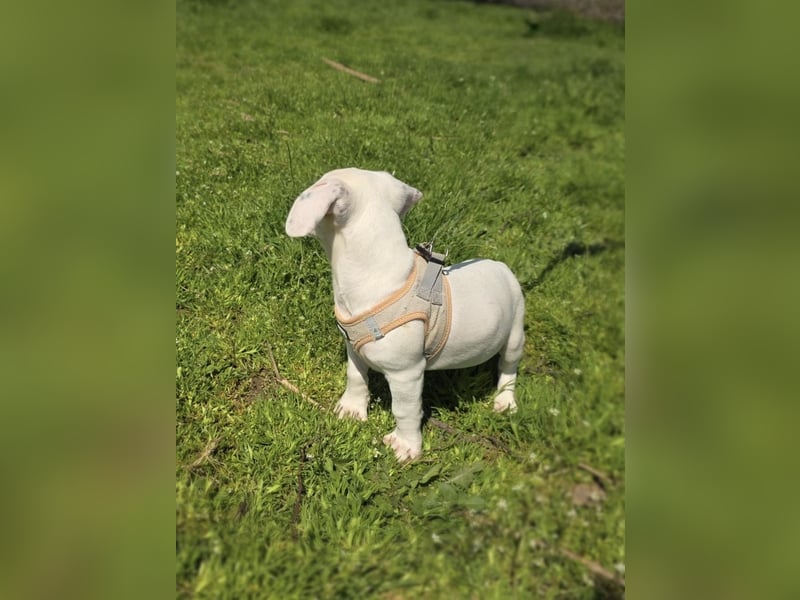 Kirby ein tolles Kerlchen