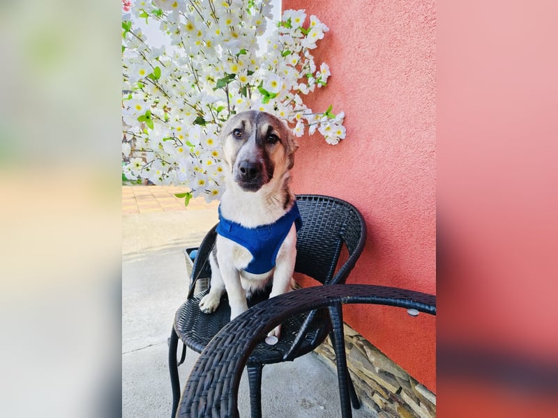 Joy sehr lieb und verschmust