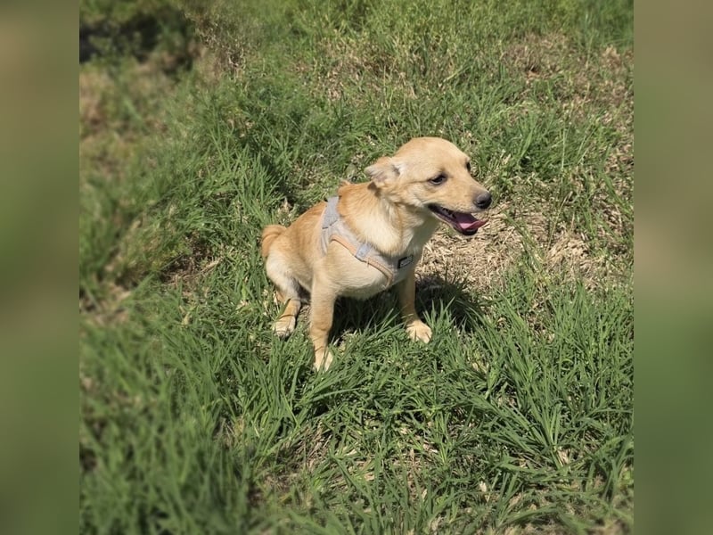 Abby ein Pinscher Mix Mädchen
