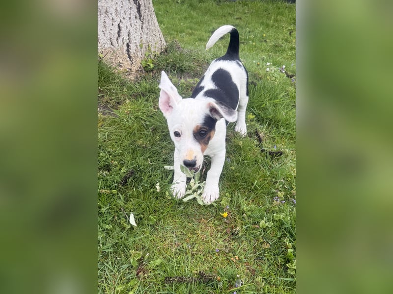 Wendy ein Jack Russel/Dackel Mix