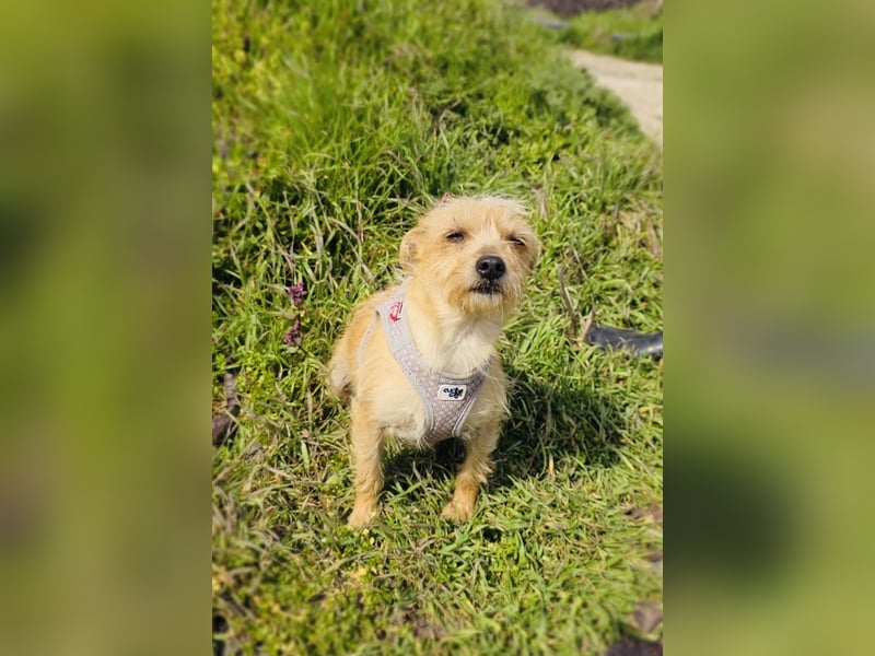 Jana ein Yorkie Mix sucht ein Zuhause