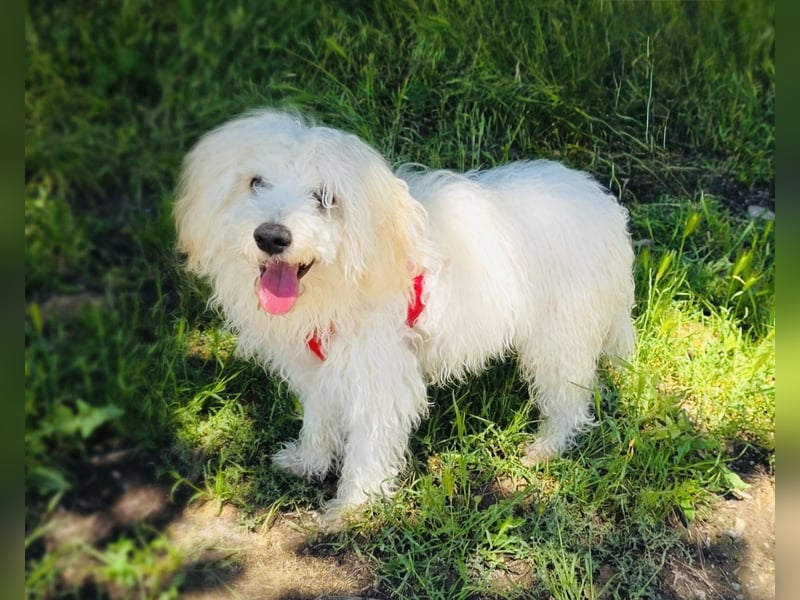 Maltipoo Mix Mädchen Pammy