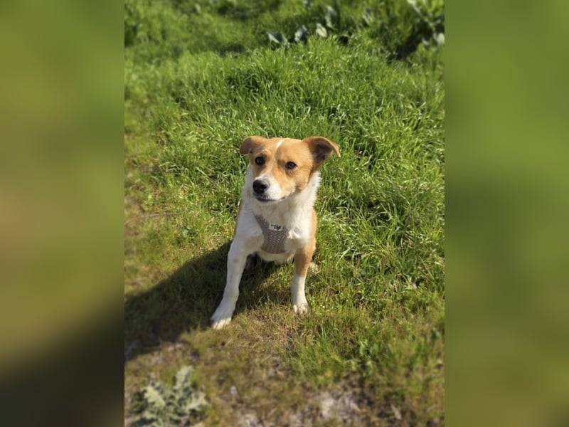 Willi sucht ein Zuhause