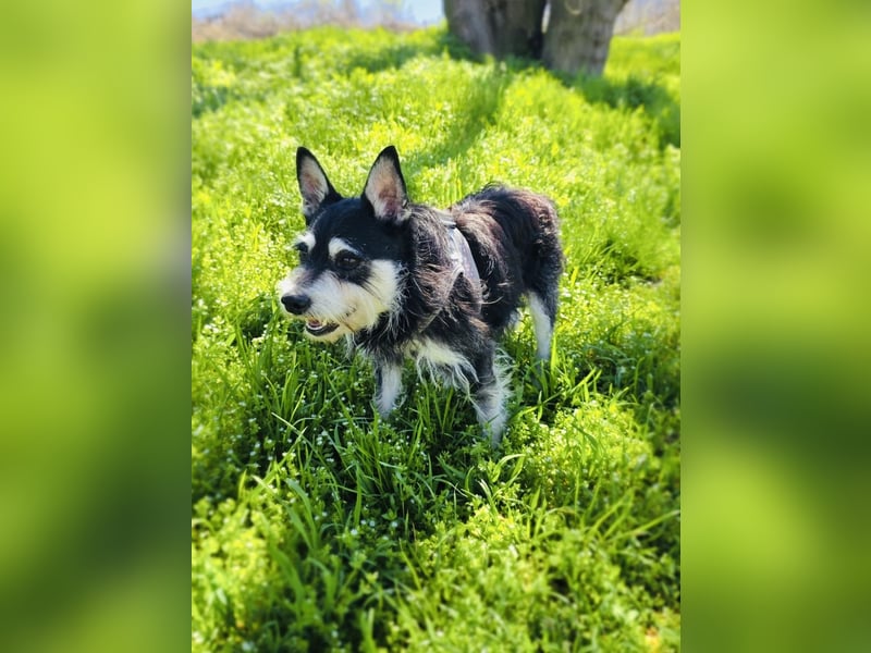 Darko sucht ein Zuhause