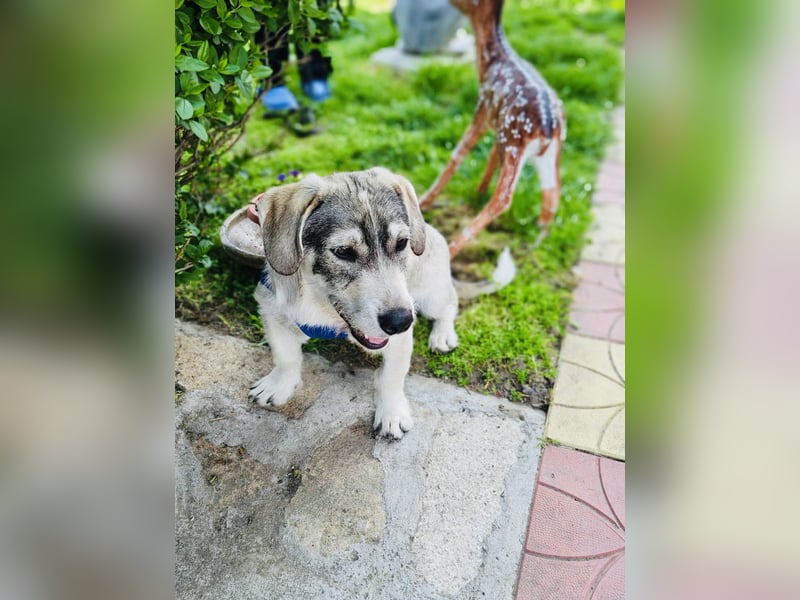 Basset Mix Karam sucht ein Zuhause
