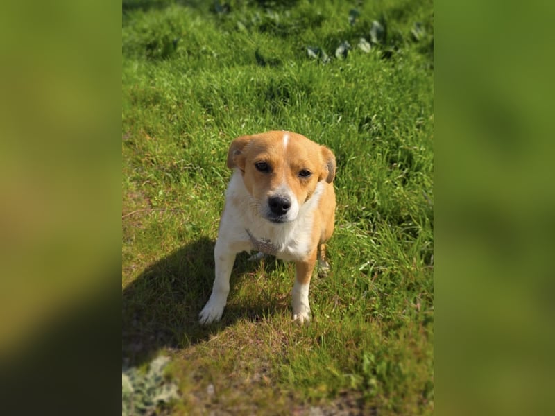 Willi sucht ein Zuhause