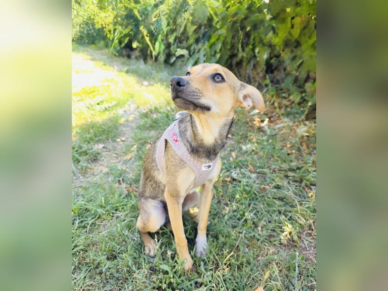 Raya sucht ein Körbchen