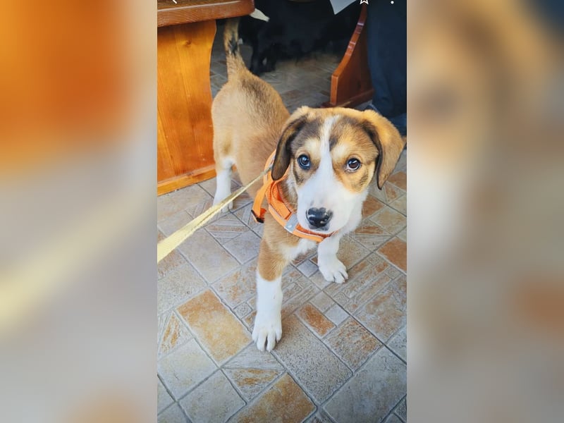 Ellie sucht ein Zuhause