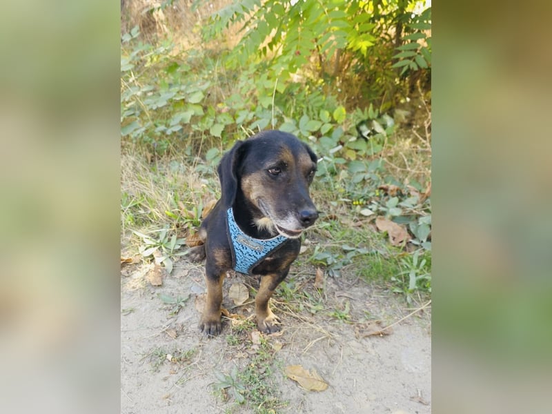 Dackelmix Venni ein tolles Mädchen