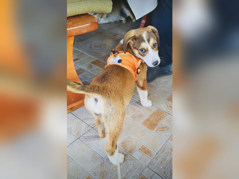 Ellie sucht ein Zuhause