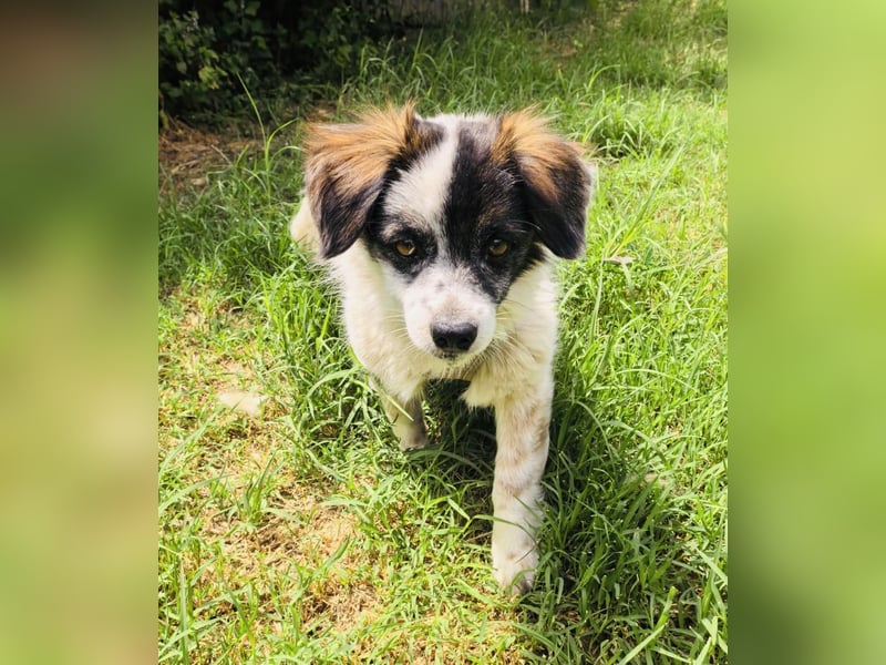 Kokonimix Gipsy ein Gute Laune Hund