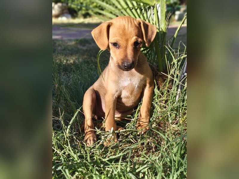Miya ein Pinscher Mix Mädchen