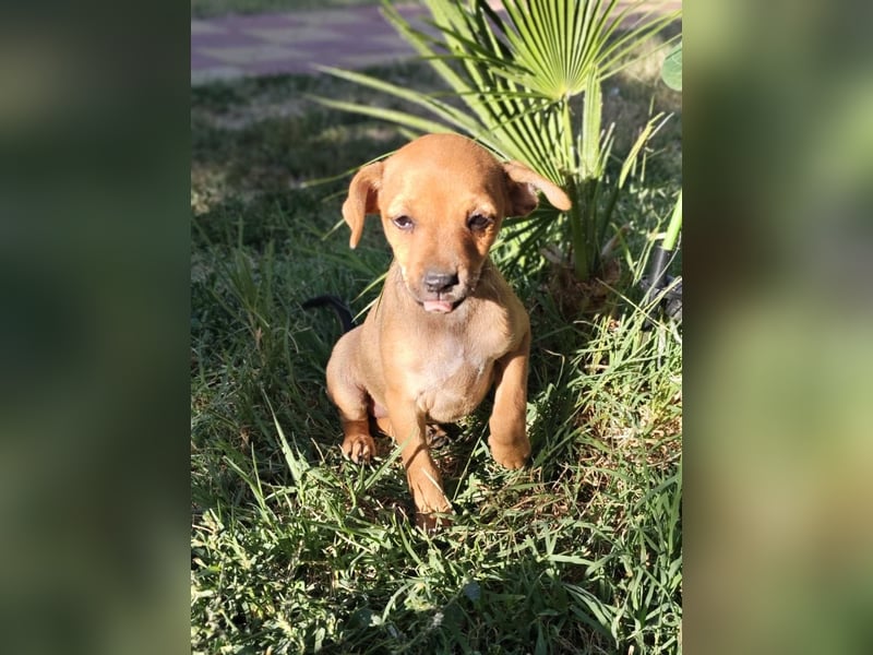 Miya ein Pinscher Mix Mädchen