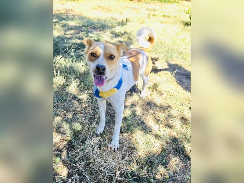 Ginger ein verschmuster Familienhund