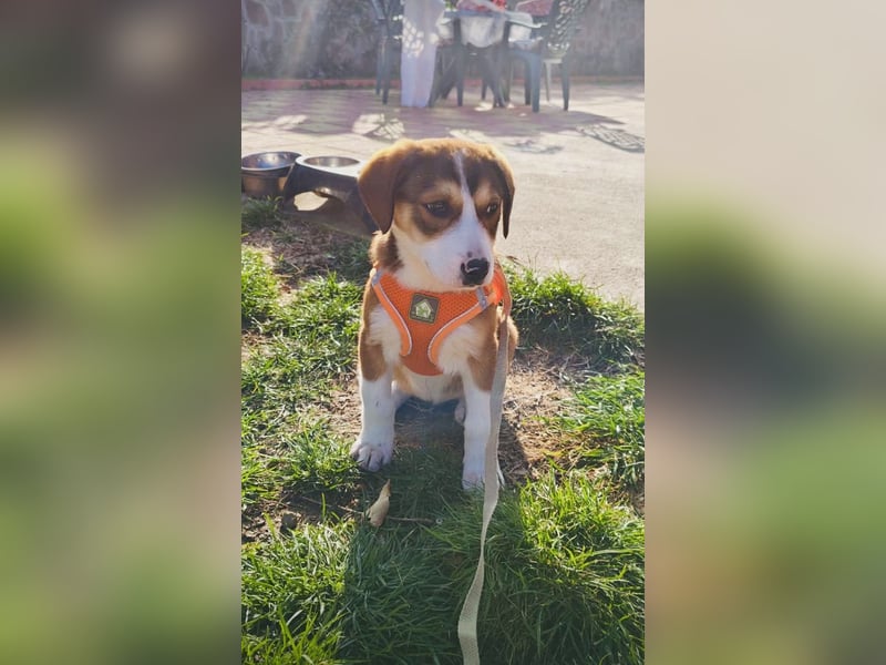 Ellie sucht ein Zuhause