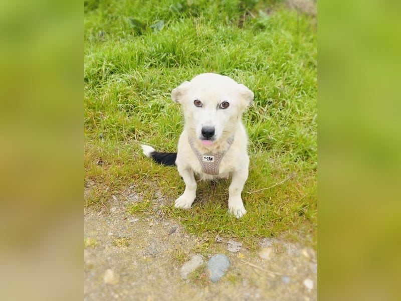 Panda eine liebe Hündin