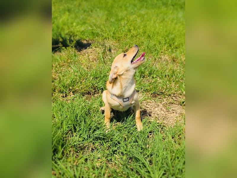 Abby ein Pinscher Mix Mädchen