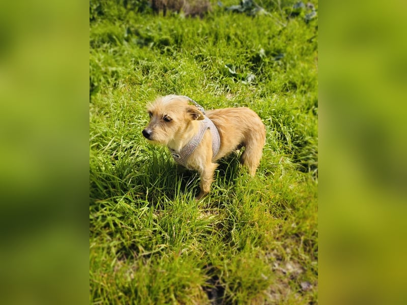 Jana ein Yorkie Mix sucht ein Zuhause