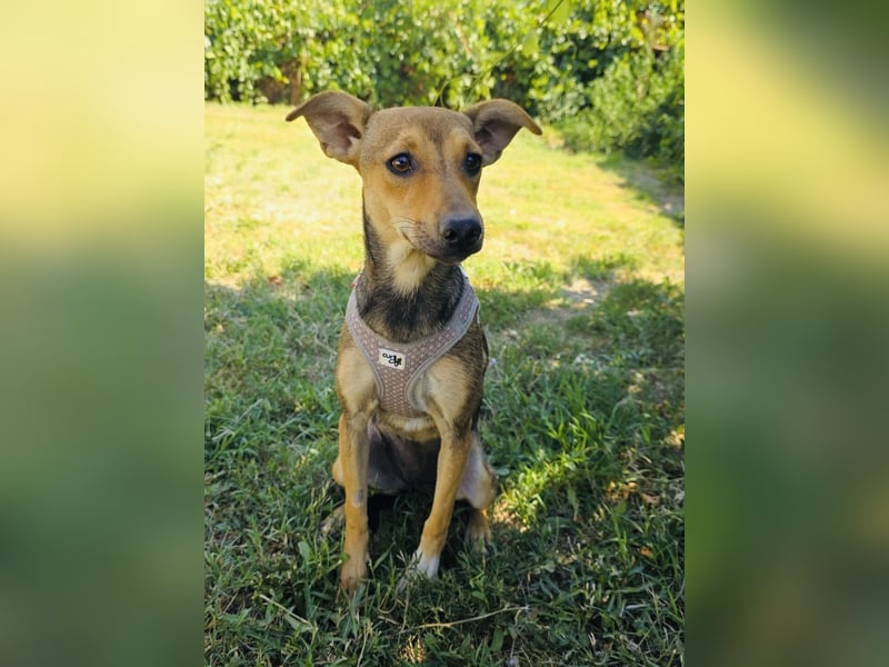 Raya sucht ein Körbchen