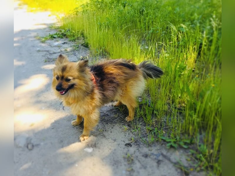 Raya ein kleines Zwergspitz Mix Mädchen