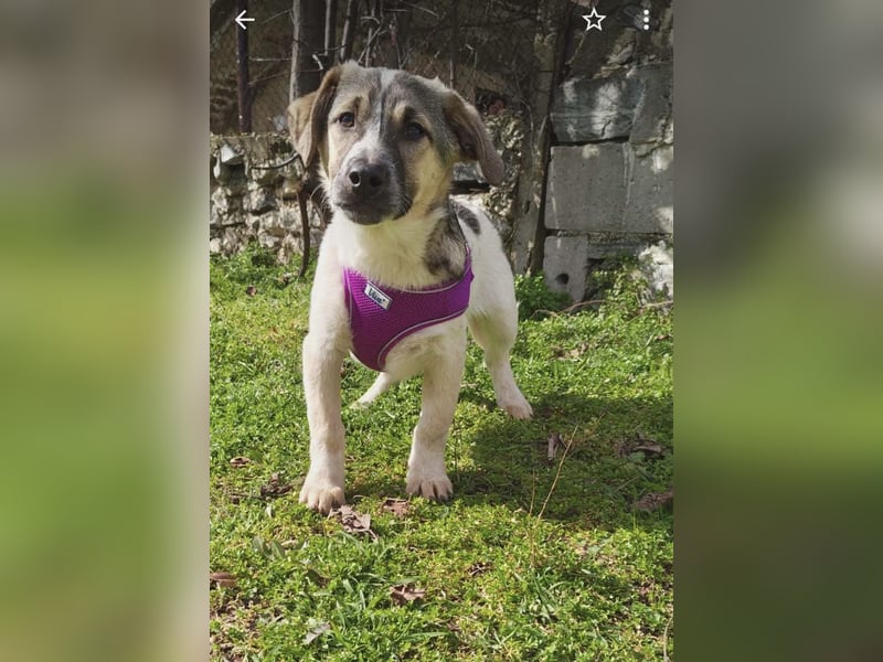 Beagle Mix Joy sucht eine Familie