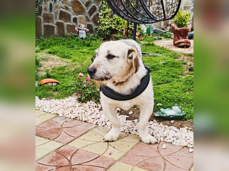 Irma eine Seele von Hündin