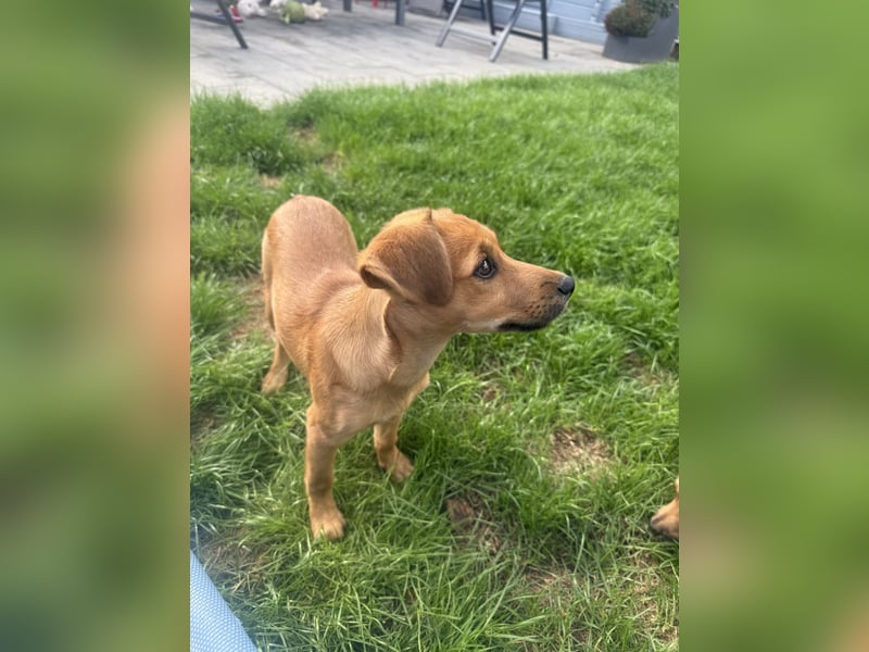 Ida ein Dackel Pinscher Mix Mädchen