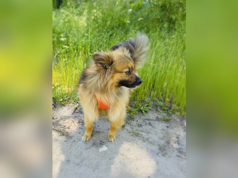 Raya ein kleines Zwergspitz Mix Mädchen
