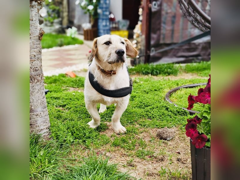Irma eine Seele von Hündin