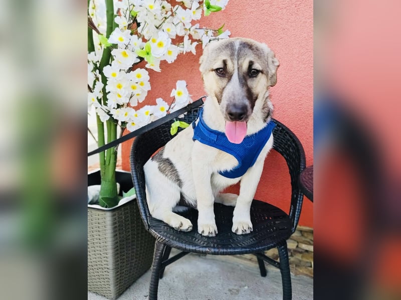 Joy sehr lieb und verschmust