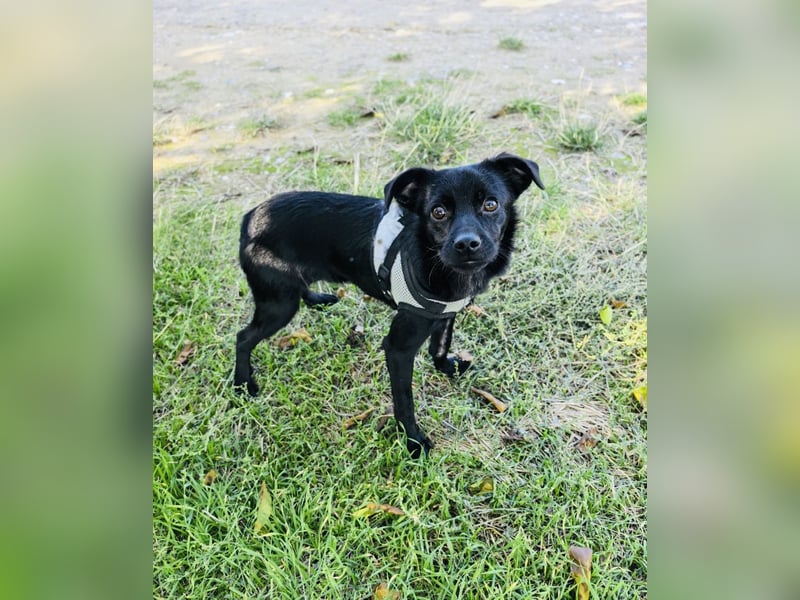 Blacky ein super liebes Kerlchen