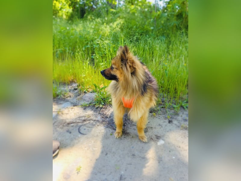 Raya ein kleines Zwergspitz Mix Mädchen